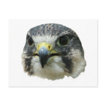 Peregrine Falcon Postcard