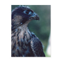 Peregrine Falcon Postcard