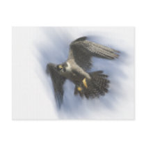 Peregrine in Flight Postcard