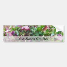 Perennial Hellebore Plants In The Garden Bumper Sticker