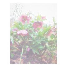 Perennial Hellebore Plants In The Garden Custom Letterhead
