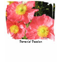 Perennial Passion Poppies Pink T shirt Apparel