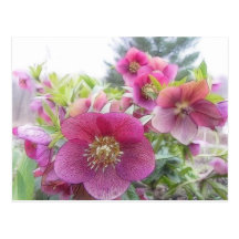 Perennial Plants - Purple Hellebore Post Cards
