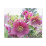 Perennial Plants - Purple Hellebore postcards