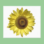 perfect bright yellow sunflower and bee in white canvas prints
