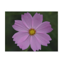 perfect flower postcard