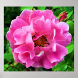 Perfect Imperfection Rose posters