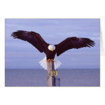 Perfect Landing Greeting Card