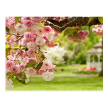 Perfect landscaping with blooming cherry tree in postcard