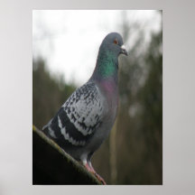 Perfect Pigeon Print