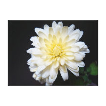 Perfection Gallery Wrapped Canvas