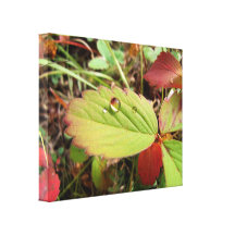 Perfection in Droplet Form Canvas Print