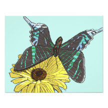 Perfectly Balanced Butterfly Photograph