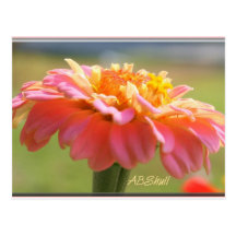 Perfectly Pink Zinnia Post Card