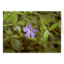 Periwinkle at Letchworth Cards