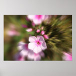 Periwinkle Poster