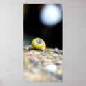 Periwinkles posters