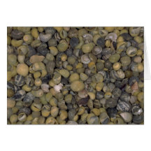 Periwinkles Shell Greeting Cards