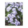 Perky Purple Pansies Postcard