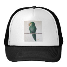 perroquet casquettes