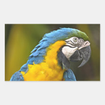 Perroquet Sticker Rectangulaire