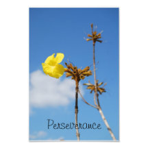 Perseverance photo