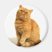 Persian cat fridge magnet