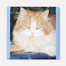 PERSIAN CAT MAGNET