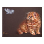 Persian kitten and feather post card