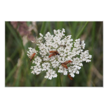 Persil de vache photographies d’art