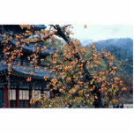 Persimmons tree, fall acrylic cut outs