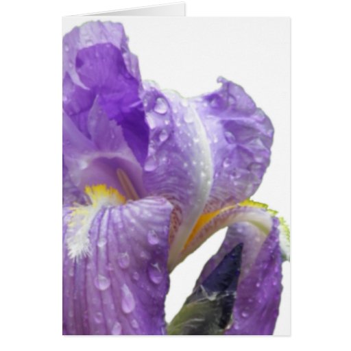 Personalized Purple Iris Mother's Day Greeting Cards
