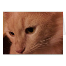 Perte d'animal familier de chat d'A Carte