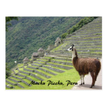 peruvian llama post card