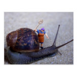 Pest Control Post Card