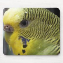 Pet Bird Closeup Mousepad