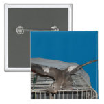 Pet Bird Watcha Doing Pinback Button