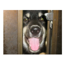 pet dog postcard