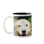 Pet dog sitting in a car mug
