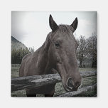 Pet me Please! Black and White Horse Refrigerator Magnet