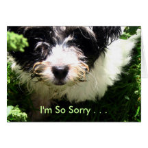 Pet Sympathy - Havanese Puppy. Card