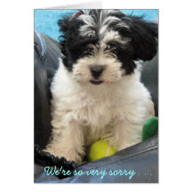 Pet Sympathy - Havanese puppy . . Greeting Cards