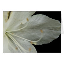 Petal Portrait Card
