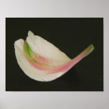 Petal Poster