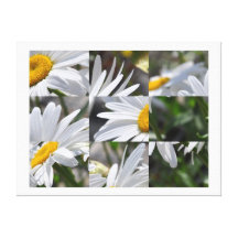 Pétales de marguerite toile tendue