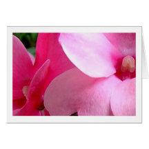 Pétales roses cartes de vœux