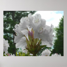 Petals from Below Poster