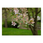 Petals: Gone card