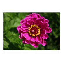 Petals Postcards