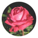 Peter Frankenfeld Hybrid Tea Rose 001 stickers